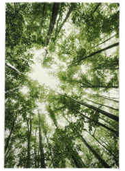 Belis 80x150 cm, zelený les