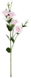 Eustoma 80 cm, růžová