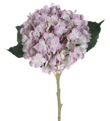 Hortenzie 50 cm, fialová
