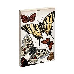 Zápisník Jay Biologica Butterfly